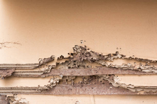 damaged brown paper by  white ants of termites.  termite damage stock pictures, royalty-free photos & images