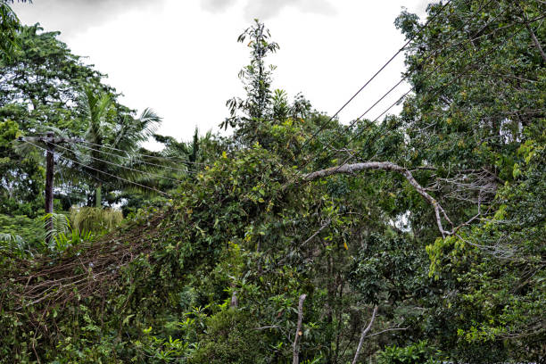 Damaged Power Lines at Kuranda in Queensland stock photo