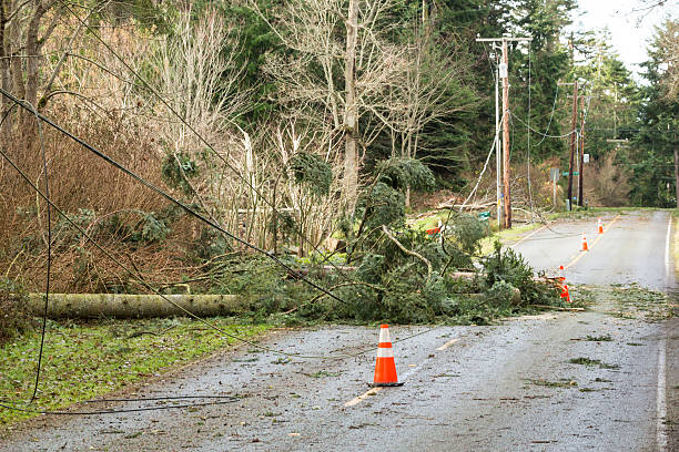 Damaged trees and power lines after natural disaster wind storm Fallen trees and damaged electrical power lines blocking a road; hazards after a natural disaster wind storm power line stock pictures, royalty-free photos & images
