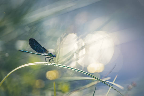 Damselfly near the river Damselfly / banded demoiselle  near the river dragonfly stock pictures, royalty-free photos & images