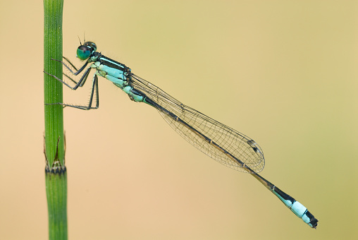 Tot 35-39mm, Ab 25-33mm, Hw 17-24mm. Average size and build for a Spreadwing.\n\nThe most widespread and numerous Lestes in many areas, probably because it is less partial to ephemeral habitats.\n\nOccurrence:\nOne of the commonest damselflies in most of Northern Europe across to japan, but (largely) absent from most of the south.\n\nHabitat:\nAlmost any standing water with ample reed-like vegetation. May be more numerous at recent shallow or acidic sites, but not specific  to pioneer, ephemeral or bog-like conditions.\n\nFlight Season:\nGenerally from mid-May to mid-October, peaking in August. Most emergence tends to be a week later than L. dryas.\n\nThis is a common Species in the Netherlands.