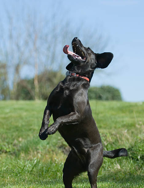 dancing dog stock photo