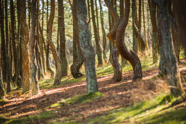 Dancing forest at Curonian spit in Kaliningrad region in Russia stock photo
