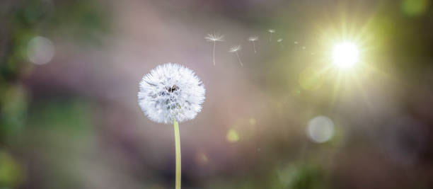 Dandelion blowball with flying seeds in sunlight stock photo