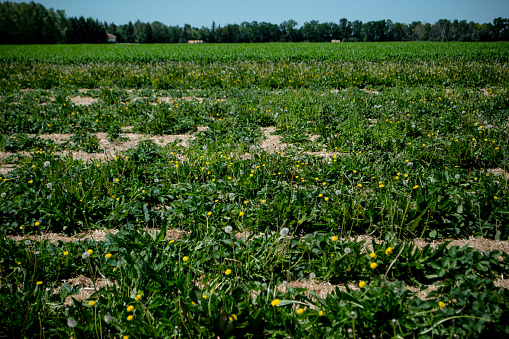 At the farm, a field has been over run by dandelion weeds.