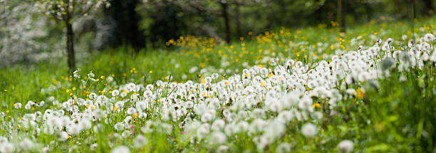 dandelion field stock photo