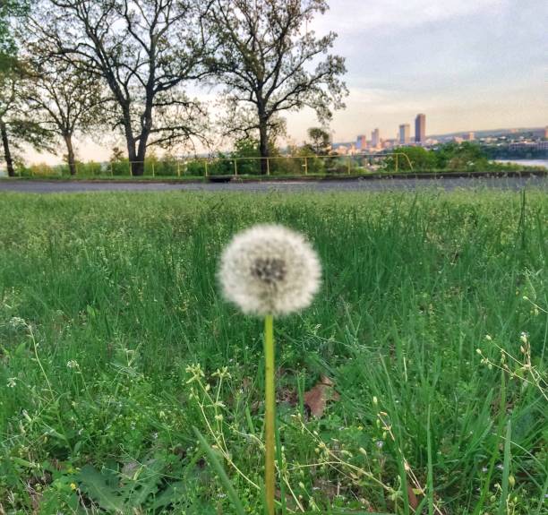 A Dandelion Grows in the City A single dandelion grows again the the Little Rock, Arkansas skyline in the background. michael dean shelton stock pictures, royalty-free photos & images