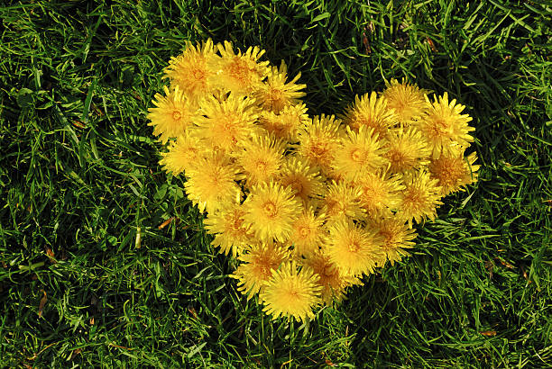 Dandelion heart in the grass stock photo