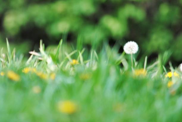 Dandelion in the Distance Standing Alone stock photo
