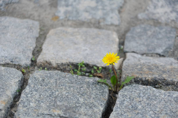 Dandelion in the gap between cobblestones stock photo