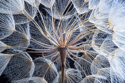 Close-up dandelion seeds on black background.