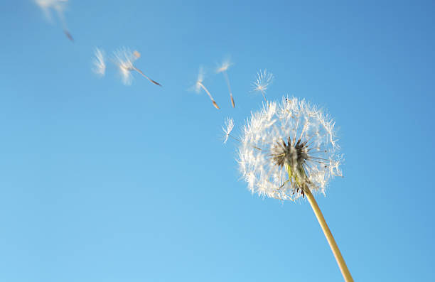 Dandelion Dandelion Loosing Seeds in the Wind. pollination stock pictures, royalty-free photos & images