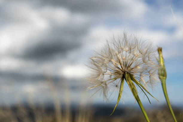 Dandelion Dandelion seeds ready to blow away erik trampe stock pictures, royalty-free photos & images