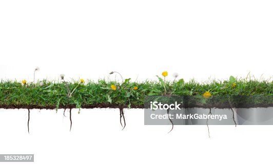 istock Dandelion plants growing in grass with roots 185328497