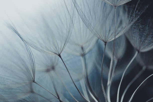 Dandelion seed Dandelion seed fragility photos stock pictures, royalty-free photos & images
