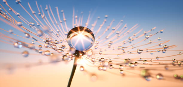 Photo of Dandelion seed with dew drops