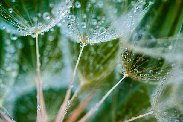 Dandelion seeds with water drops stock photo
