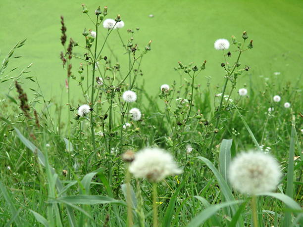 Dandelions and Other Weeds, Growing Near Roadside Pond stock photo