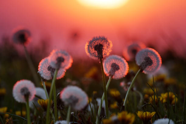 Dandelions at sunset stock photo
