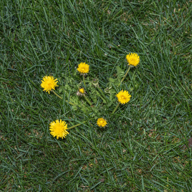 Dandelions in a green lawn. stock photo