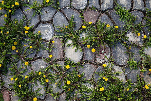dandelions on stone path - onkruid stockfoto's en -beelden