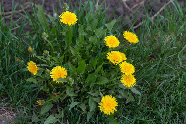 Dandelions Yellow as the sun of dandelion. taraxacum officinale plant stock pictures, royalty-free photos & images