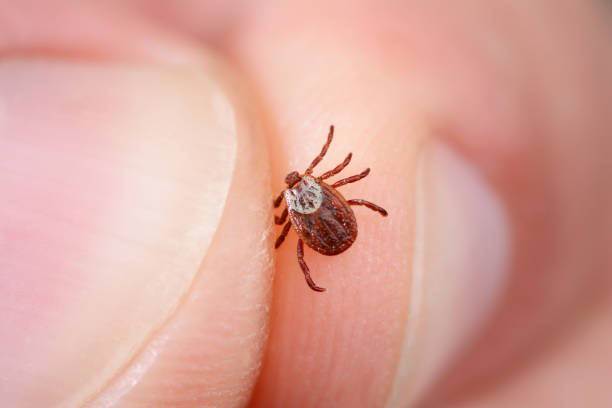 Danger of tick bite. Shows close-up mite in the hand stock photo