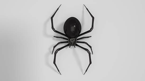 Dangerous Black widow spider 3d render on white background stock photo