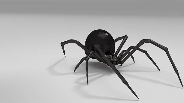 Dangerous Black widow spider 3d render on white background stock photo