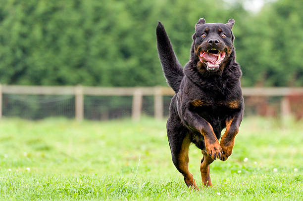 Dangerous dog at large! Large fierce dog approaching at speed rottweiler stock pictures, royalty-free photos & images