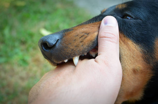 Dangerous dog biting a hand. Dangerous dog biting a hand. chewing stock pictures, royalty-free photos & images