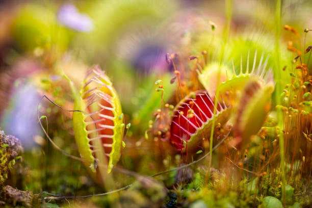 Dangerous forest with meat eating plants Carnivorous plant. Venus Flytrap. Abstract forest carnivorous plant stock pictures, royalty-free photos & images