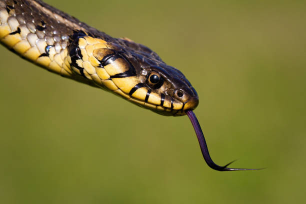 Dangerous looking grass snake flicking tongue on green blurred background Dangerous looking grass snake, natrix natrix, flicking tongue on green blurred background. Head of wild reptile hissing on a sunny summer day in nature. snake with its tongue out stock pictures, royalty-free photos & images