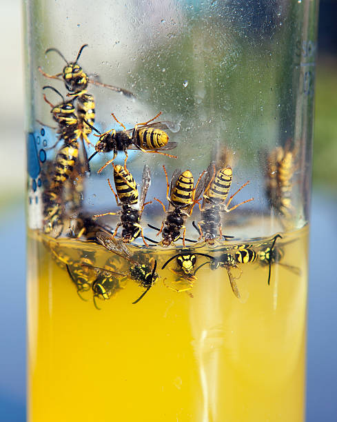 dangerous wasp invasion - food sticks bildbanksfoton och bilder