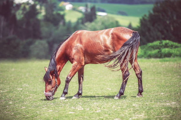 danska knabstrupper häst betar på en äng - knabstrupper bildbanksfoton och bilder