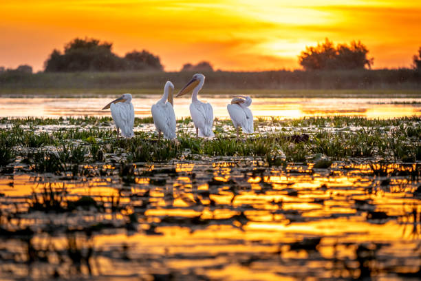 Danube Delta, Romania. Pelicans at sunrise stock photo
