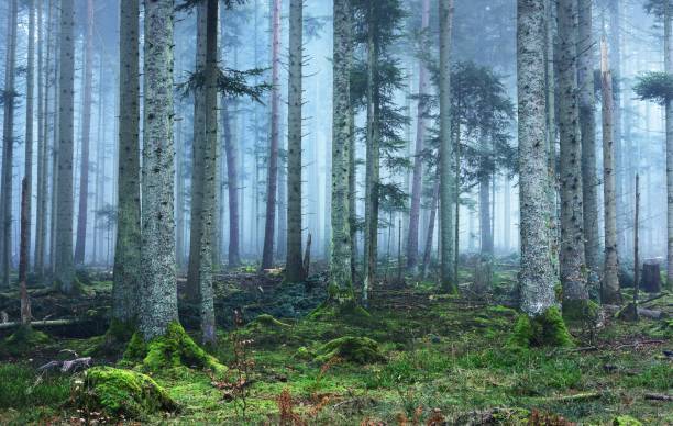 Dark and mysterious pine forest in mist with a green carpet of moss, French Alsace, Vosges mountains stock photo