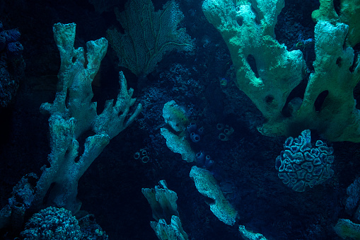 front view closeup of dark coral reef formation on the ocean floor