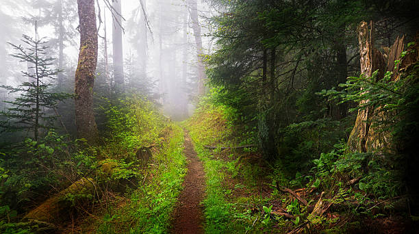 dark foggy trail and woods - appalacherna bildbanksfoton och bilder