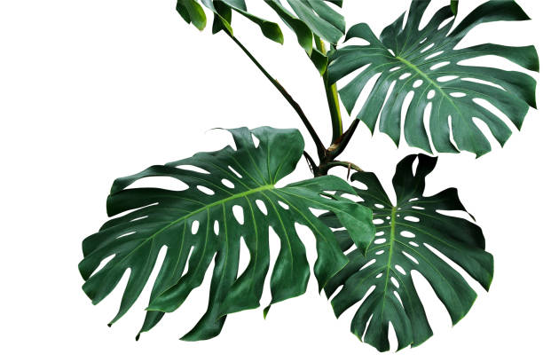 Royalty Free Monstera Leaf White Background Pictures HD Wallpapers Download Free Map Images Wallpaper [wallpaper684.blogspot.com]