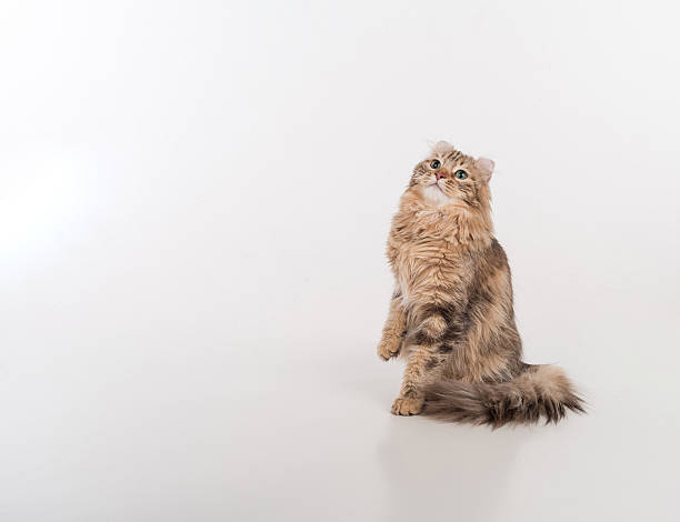 Dark Hair American Curl cat Standing on the white table stock photo