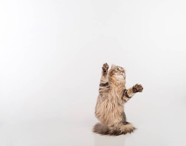 Dark Hair American Curl cat Standing on the white table stock photo