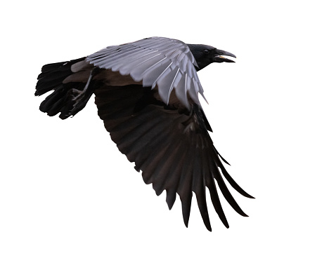 flying grey crow isolated on white background
