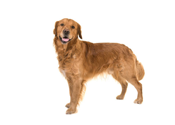 Dark male golden retriever dog standing looking at the camera isolated on a white background stock photo