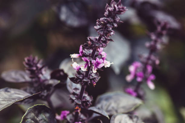 Dark Opal Basil plant blooming in the garden bed, purple basil flowers closeup stock photo