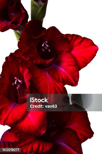 istock Dark red gladiolus 1412218277