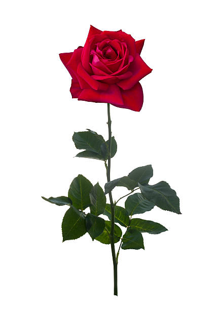 Royalty Free Single Red Rose Pictures, Images and Stock Photos - iStock