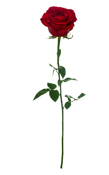 Dark red  rose Dark red rose isolated on white background plant stem stock pictures, royalty-free photos & images