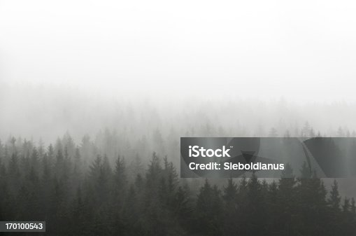 istock Dark Spruce Wood Silhouette Surrounded by Fog on white. 170100543