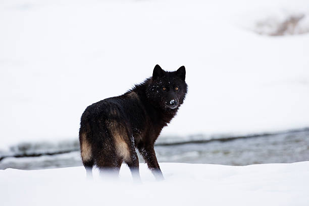 dark wolf. - grijze wolf stockfoto's en -beelden